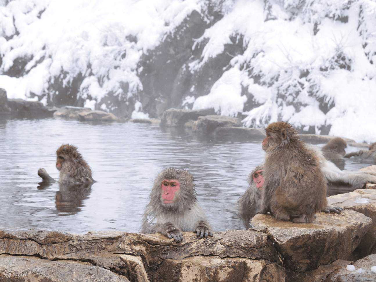 April Only: Snow Monkeys, Togakushi or Kamikochi & Nagano Sakura