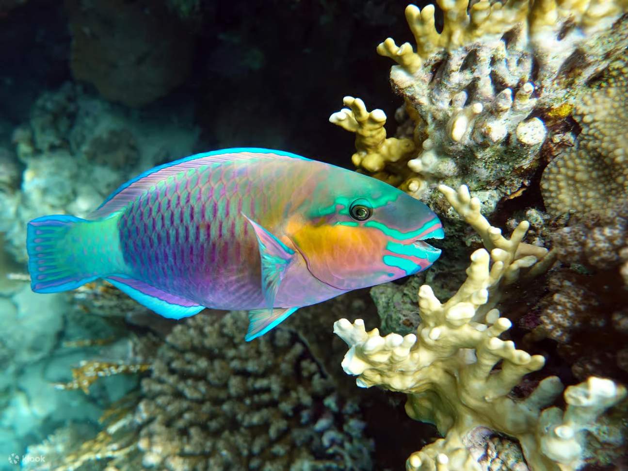 馬斯喀特：迪馬尼亞特群島浮潛之旅（含茶點）