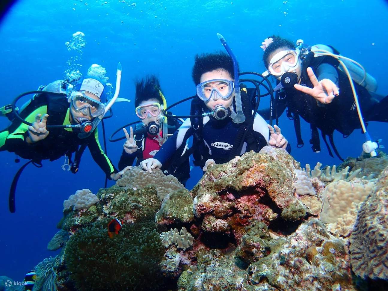 Bonds forged in blue: Divers sharing awe-filled glances as sharks glide by in Tateyama's waters