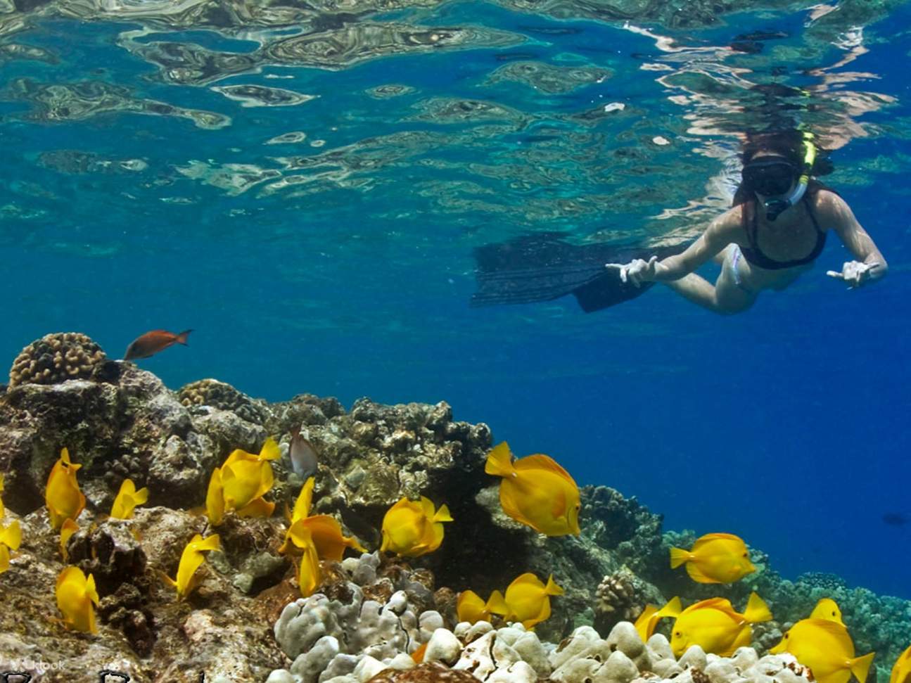 Los buceadores flotan sobre peces de colores, tomando fotos de esta maravilla submarina