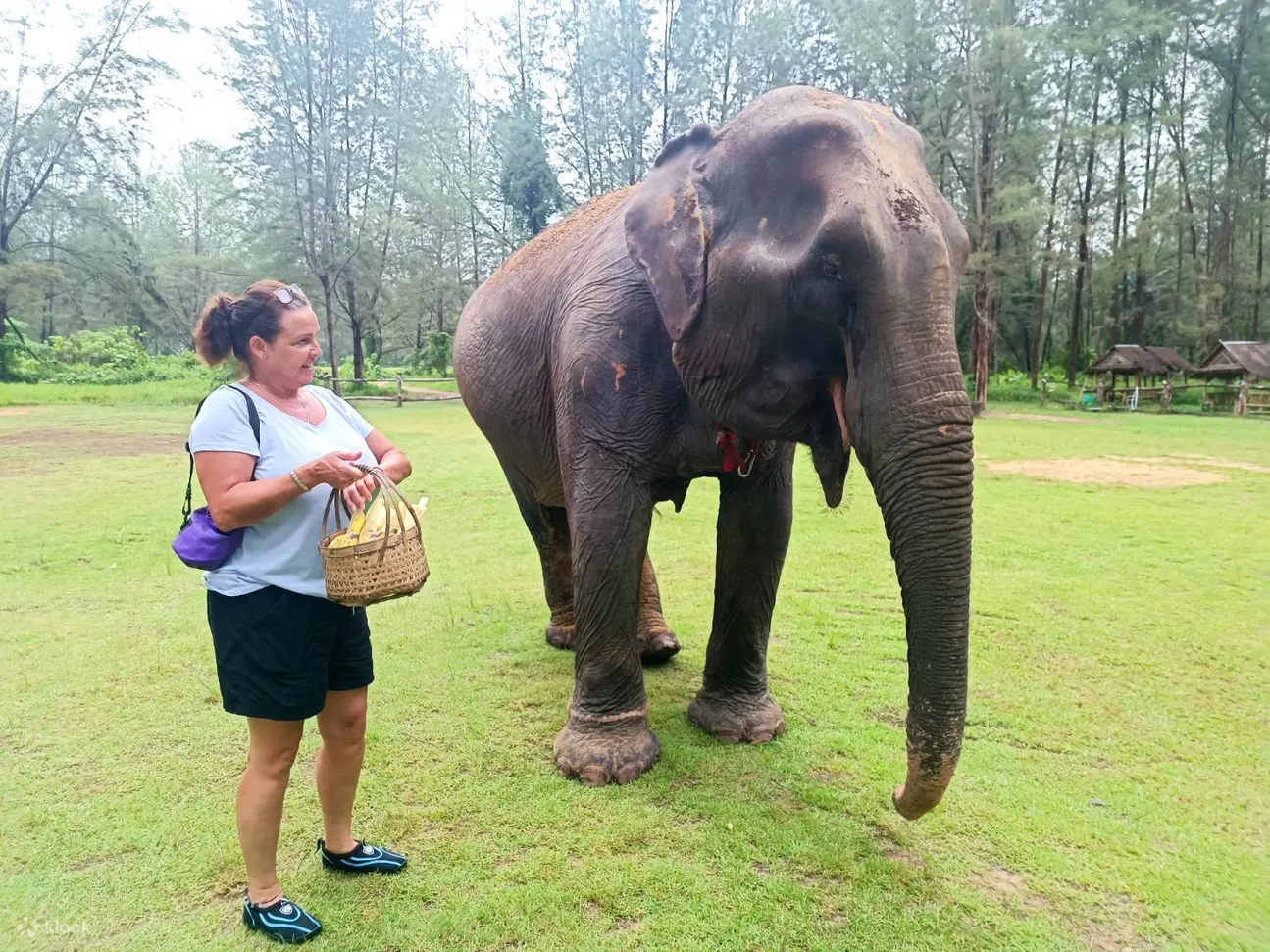 Khao Lak Safari│大象保护区互动