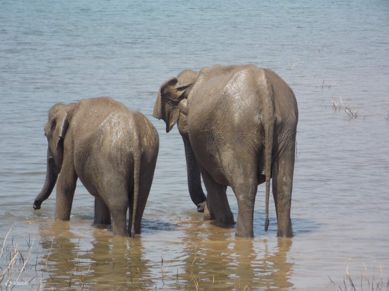 Tour safari del Parco Nazionale Udawalawe