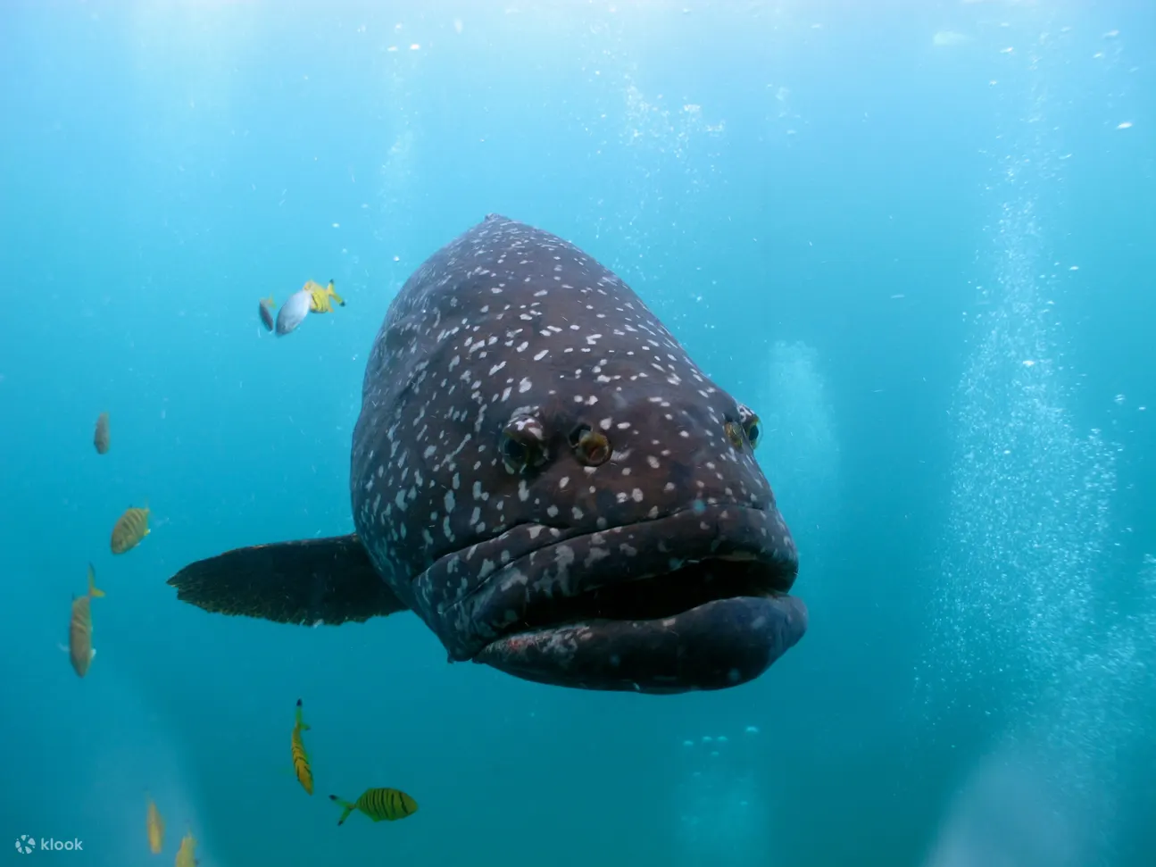 海洋生物宁格鲁礁