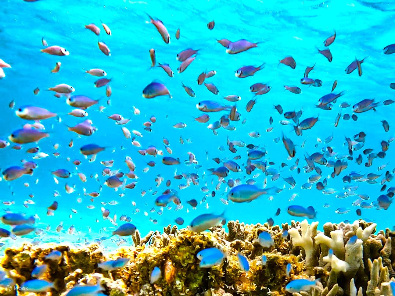 Okinawa Miyakojima ¡Nada con tortugas marinas! Emocionante experiencia de esnórquel con foto de regalo
