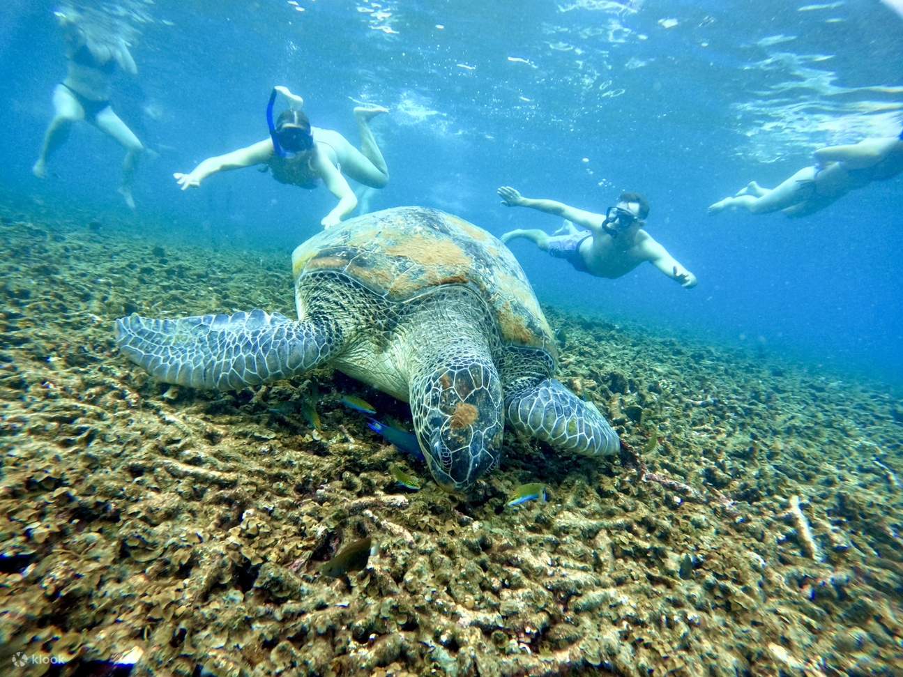 从龟岛出发：涛岛 & 南园岛浮潜一日游（含餐点）