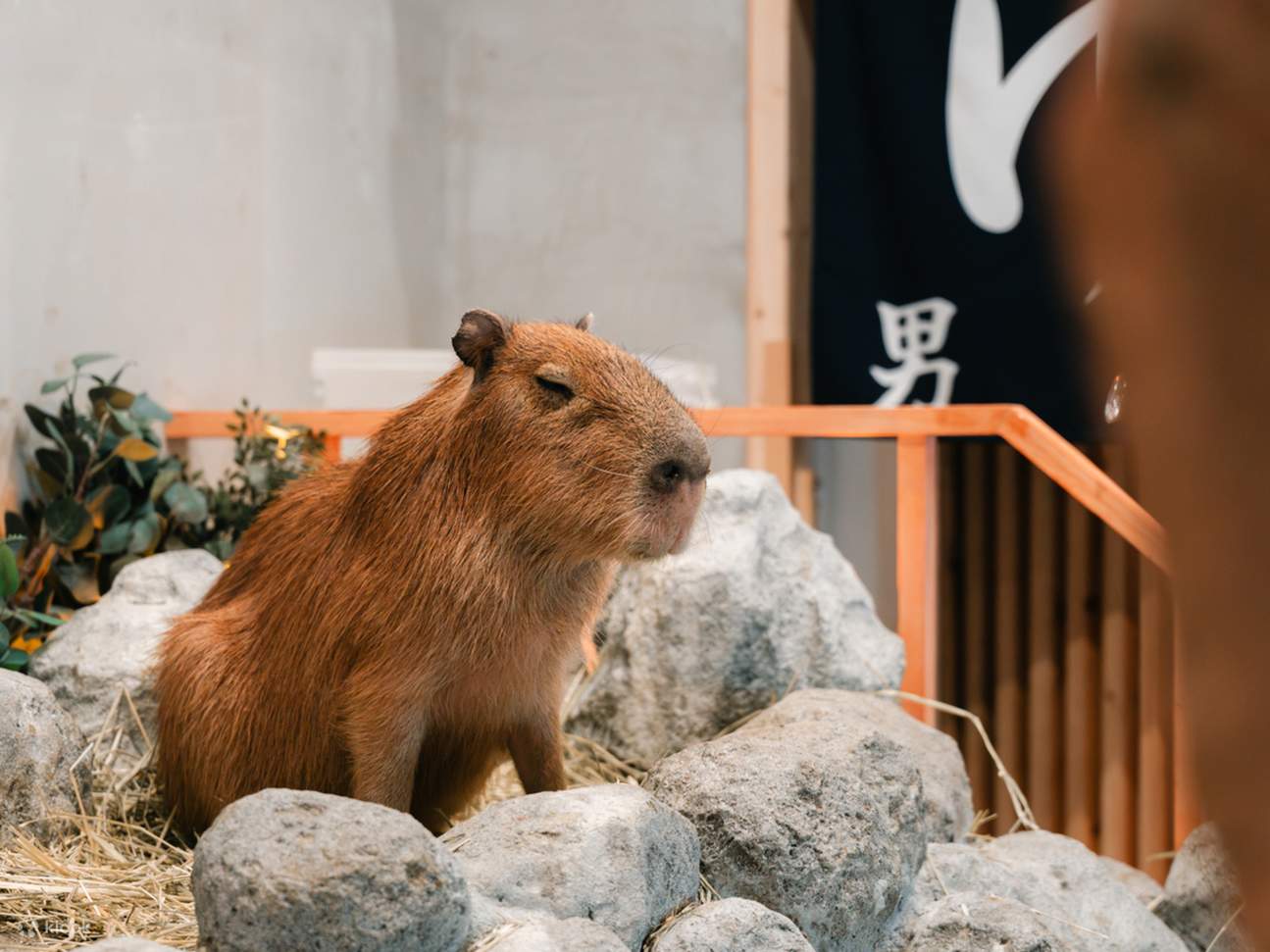 [capybara cafe moffu tokyo] Kursus Interaksi Kapibara 30 Menit
