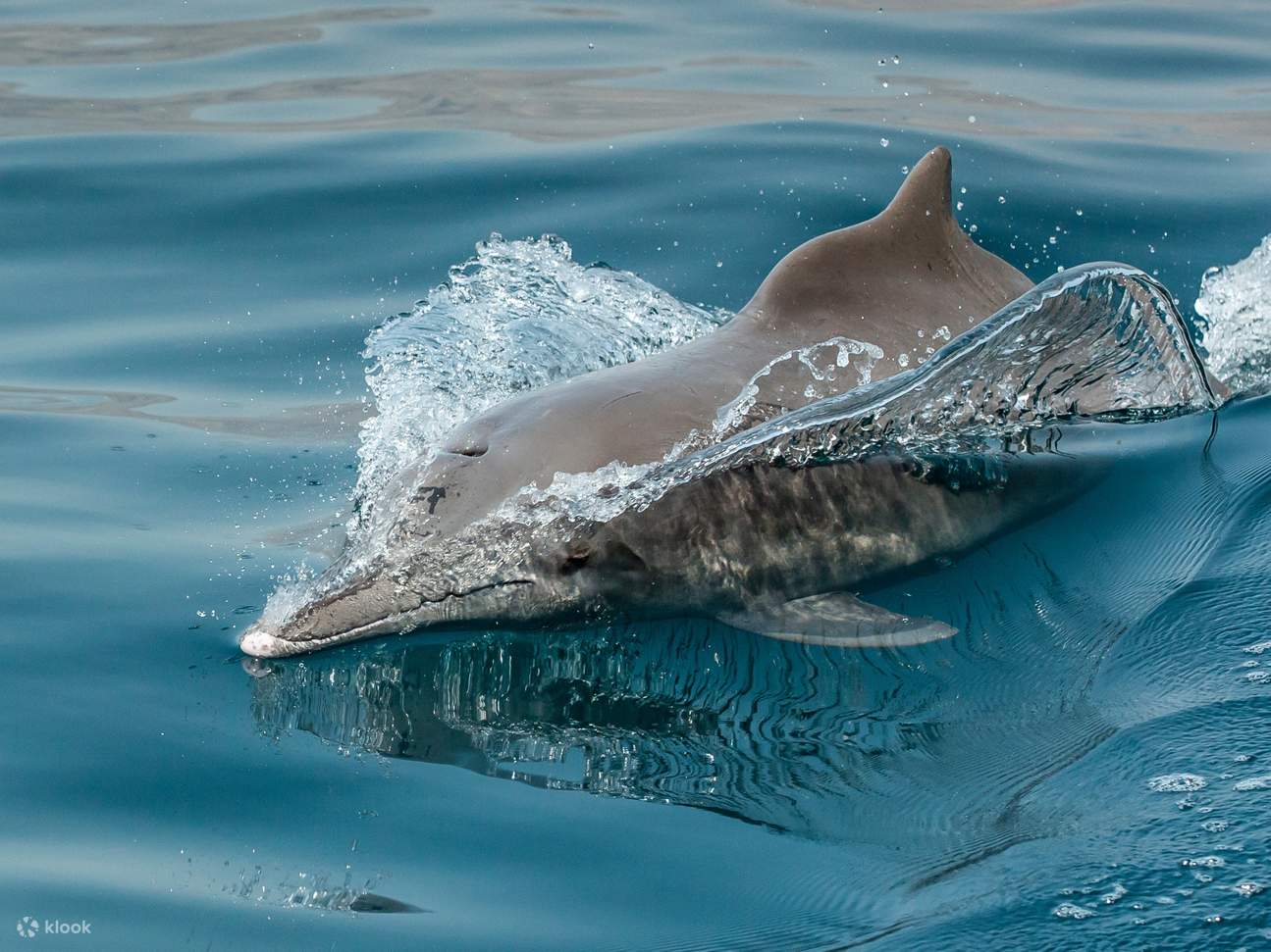 돌고래를 만나보세요