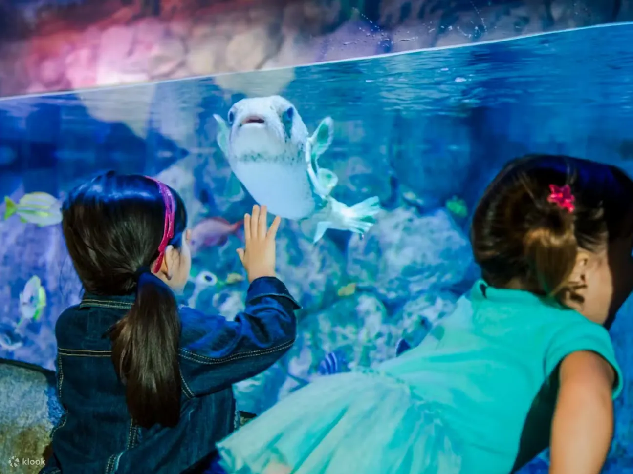 在设计精美、近距离观赏水族馆栖息地中优雅的鳐鱼和绿海龟