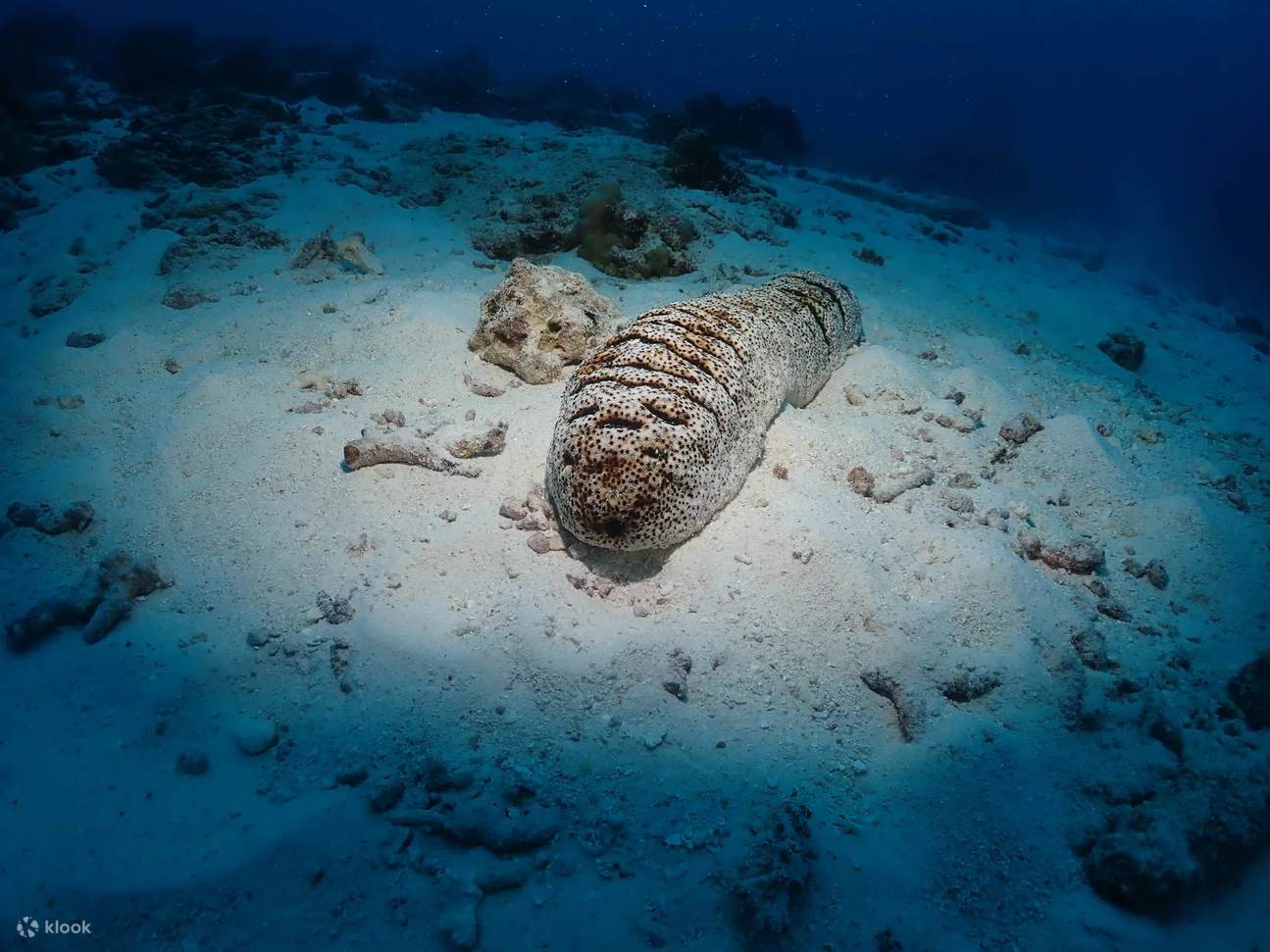 Maîtrisez les bases de la plongée sous-marine à Chumphon avec le cours PADI Open Water Diver – une aventure qui combine une formation experte et le confort d'un centre de plongée PADI.