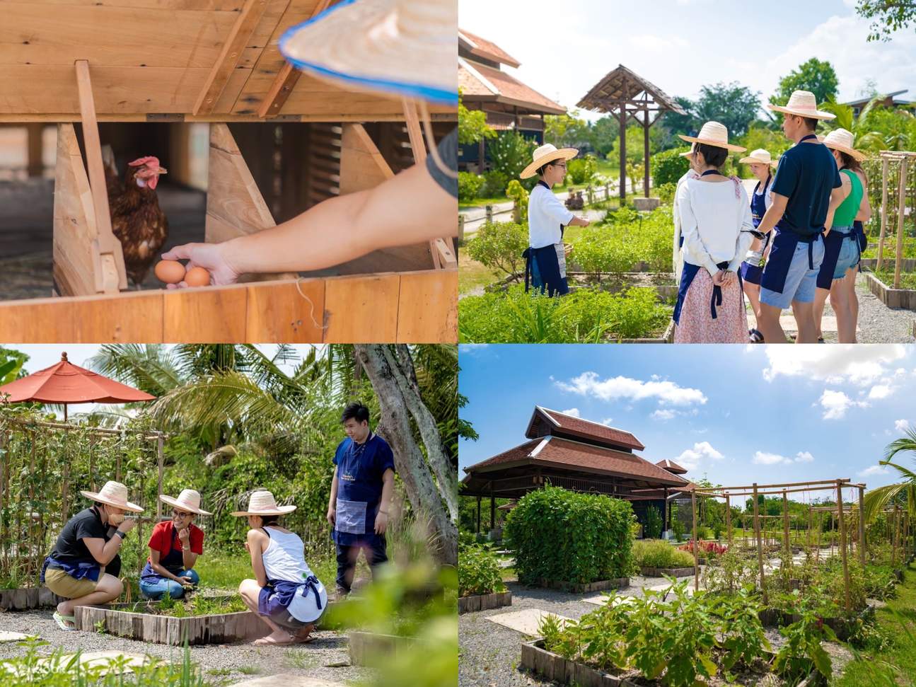 オーガニックファーム散策