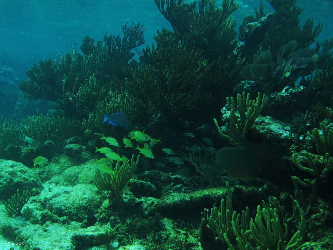 Beim Schwimmen zwischen Kalksteinsäulen erblicken die Teilnehmer seltene Fische und mystische Strukturen.