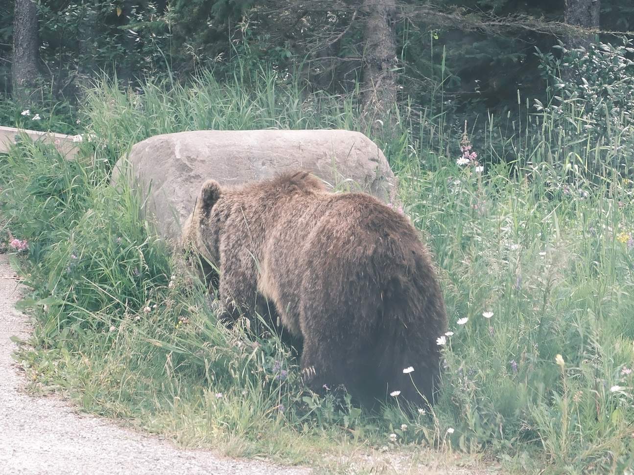 Huellas recientes de oso grizzly marcadas profundamente en la tierra blanda junto al sendero de la brillante orilla del lago
