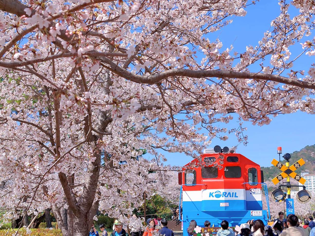 鎮海桜まつり - Klook