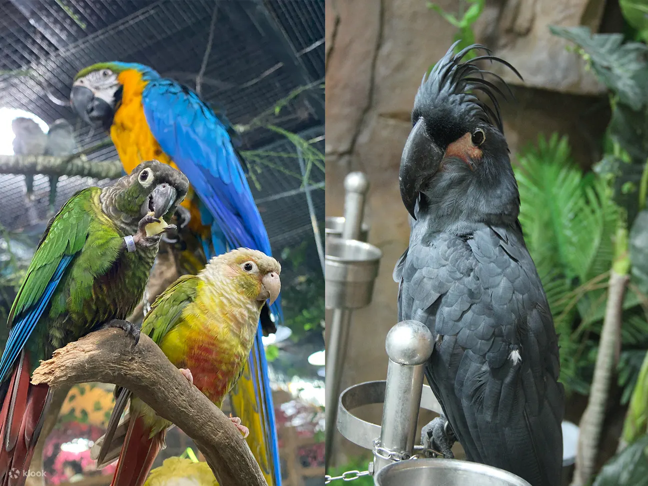 動物樂園