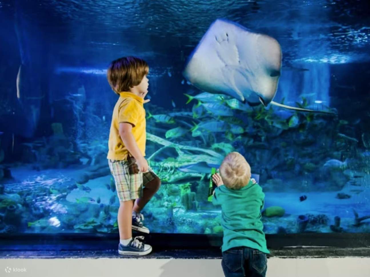 非常适合家庭出游——在一个互动式水族馆体验中探索、触摸和了解海洋生物