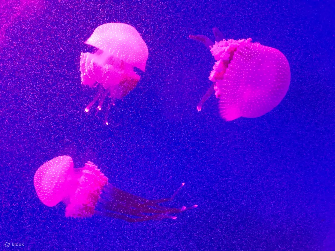 水母