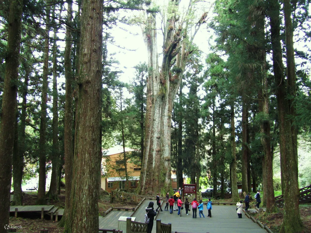 包车游览｜阿里山包车一日游