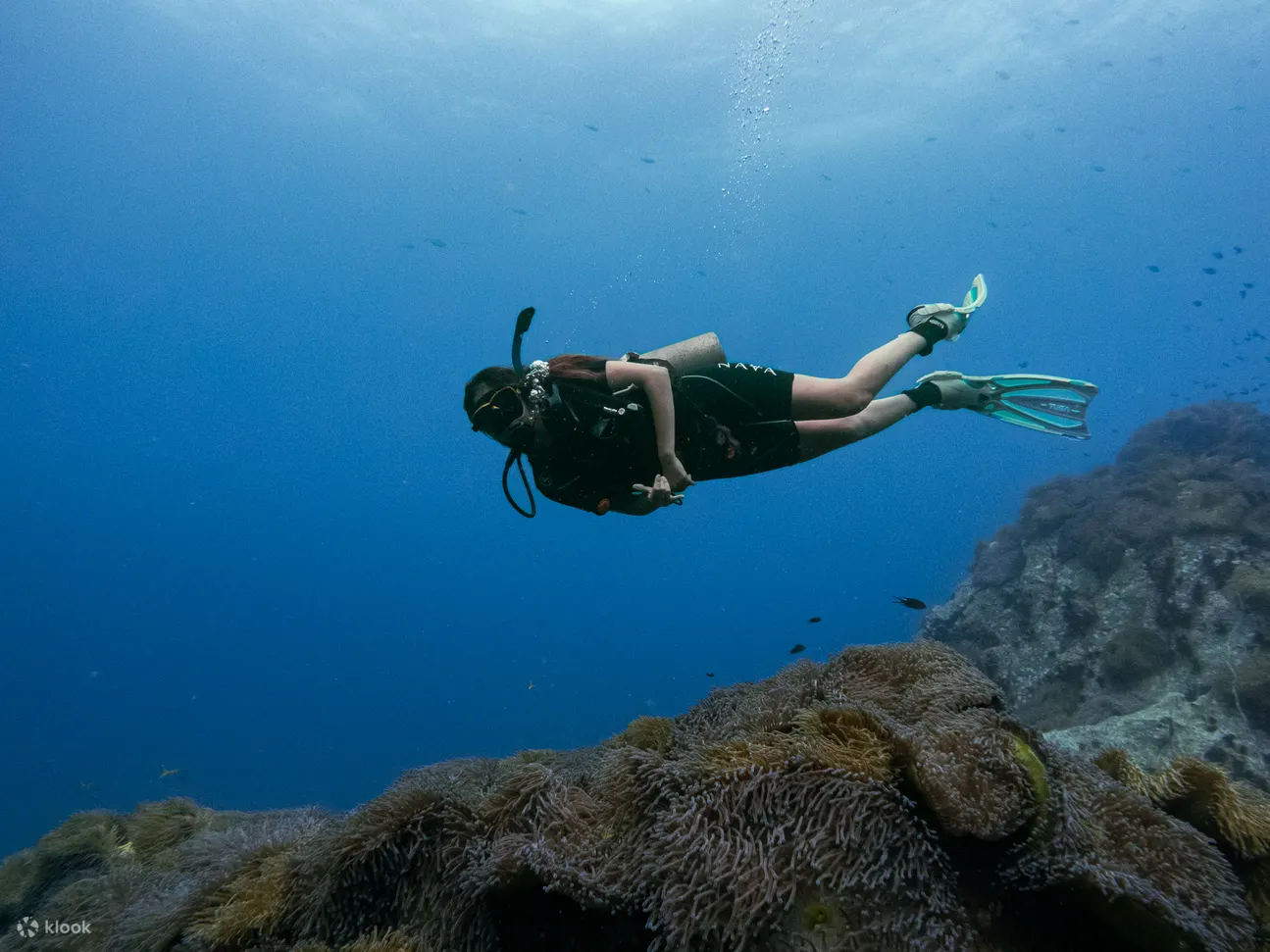 涛岛 Nava Scuba Diving PADI 五星级潜水中心体验