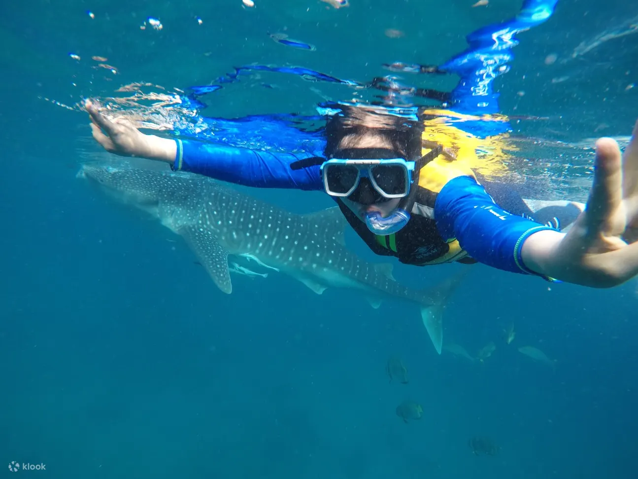 diver wearing blue and yellow posing in front of the camera with a whale shark visible in the background