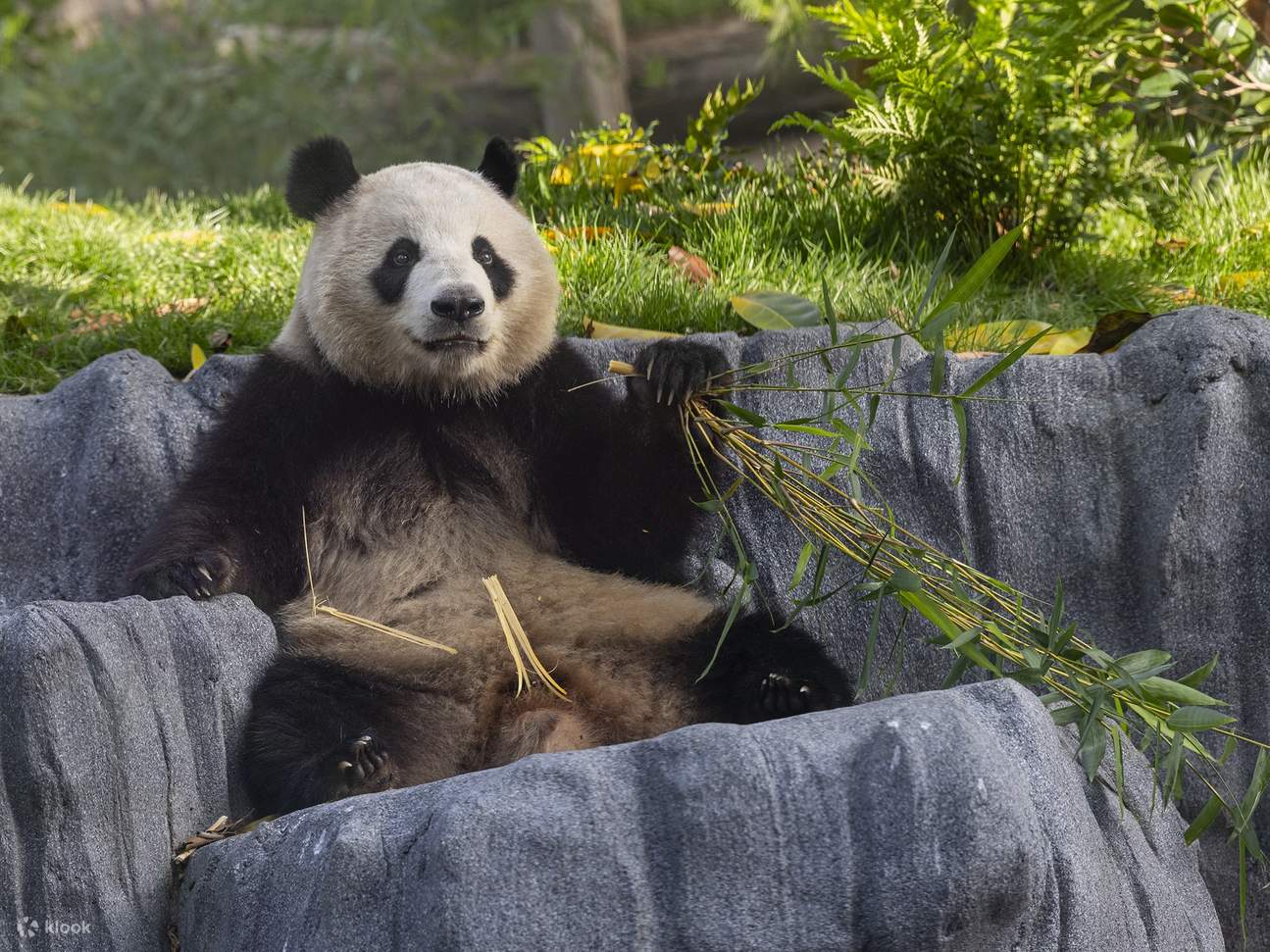 圣地牙哥动物园