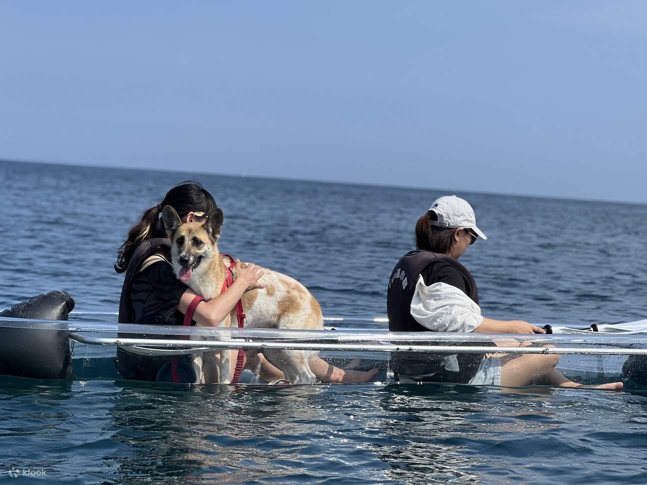 Animali ammessi, benvenuti amici a quattro zampe e i loro padroni!