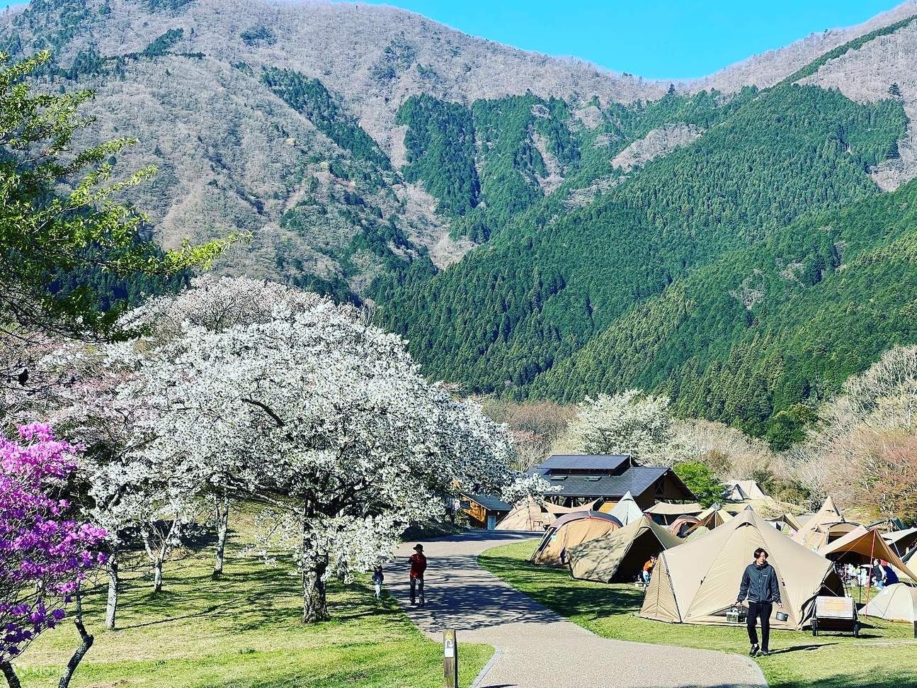 田貫湖露營場櫻花