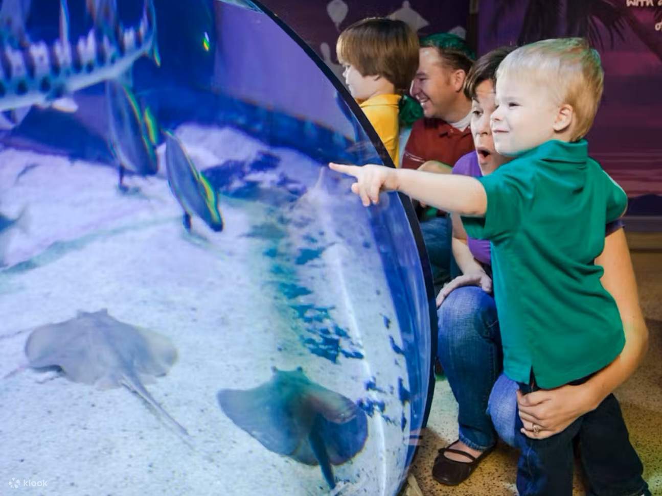 Увидеть огромное разнообразие морских обитателей вблизи и лично.