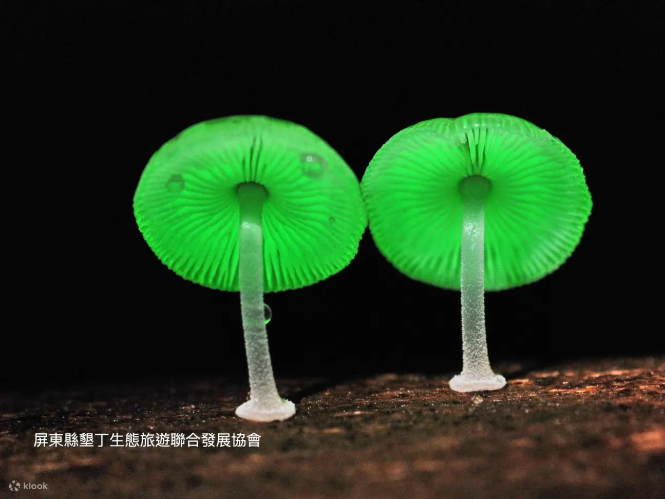 垦丁龙磐公园生态探索