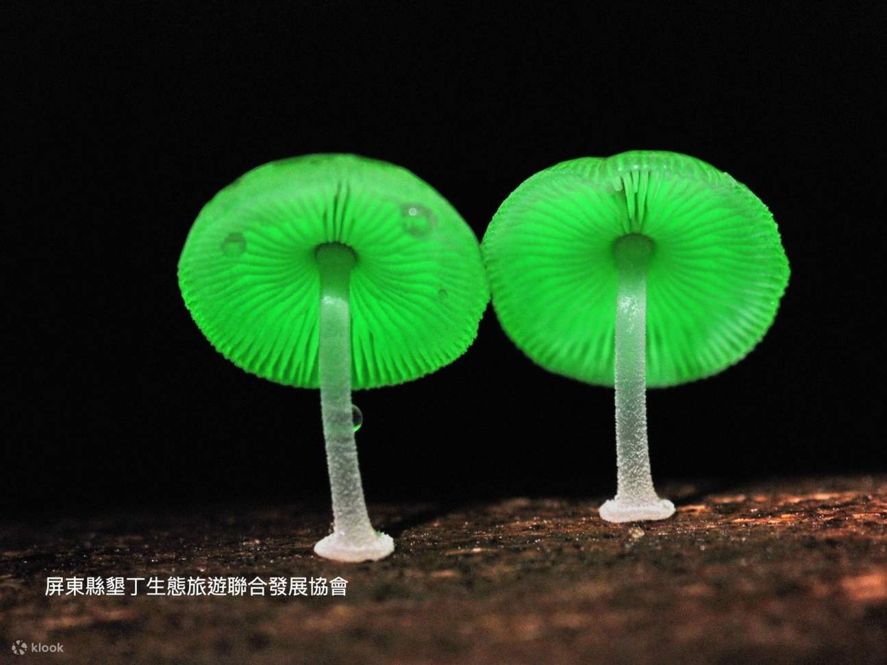 墾丁龍磐公園生態探索