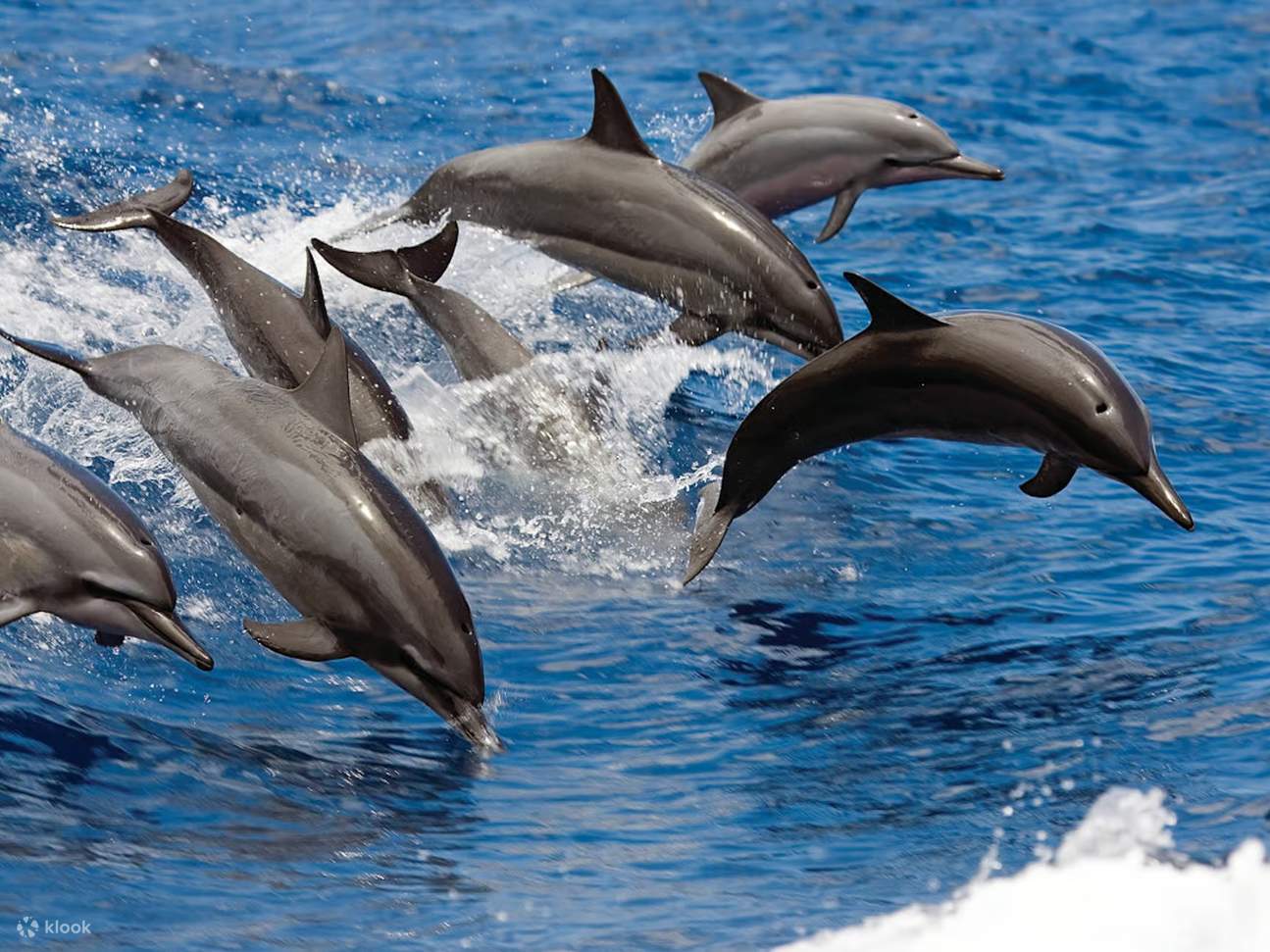 Tận hưởng khung cảnh ngoạn mục của bờ biển Big Island trong suốt chuyến phiêu lưu lặn biển ở Waikoloa.