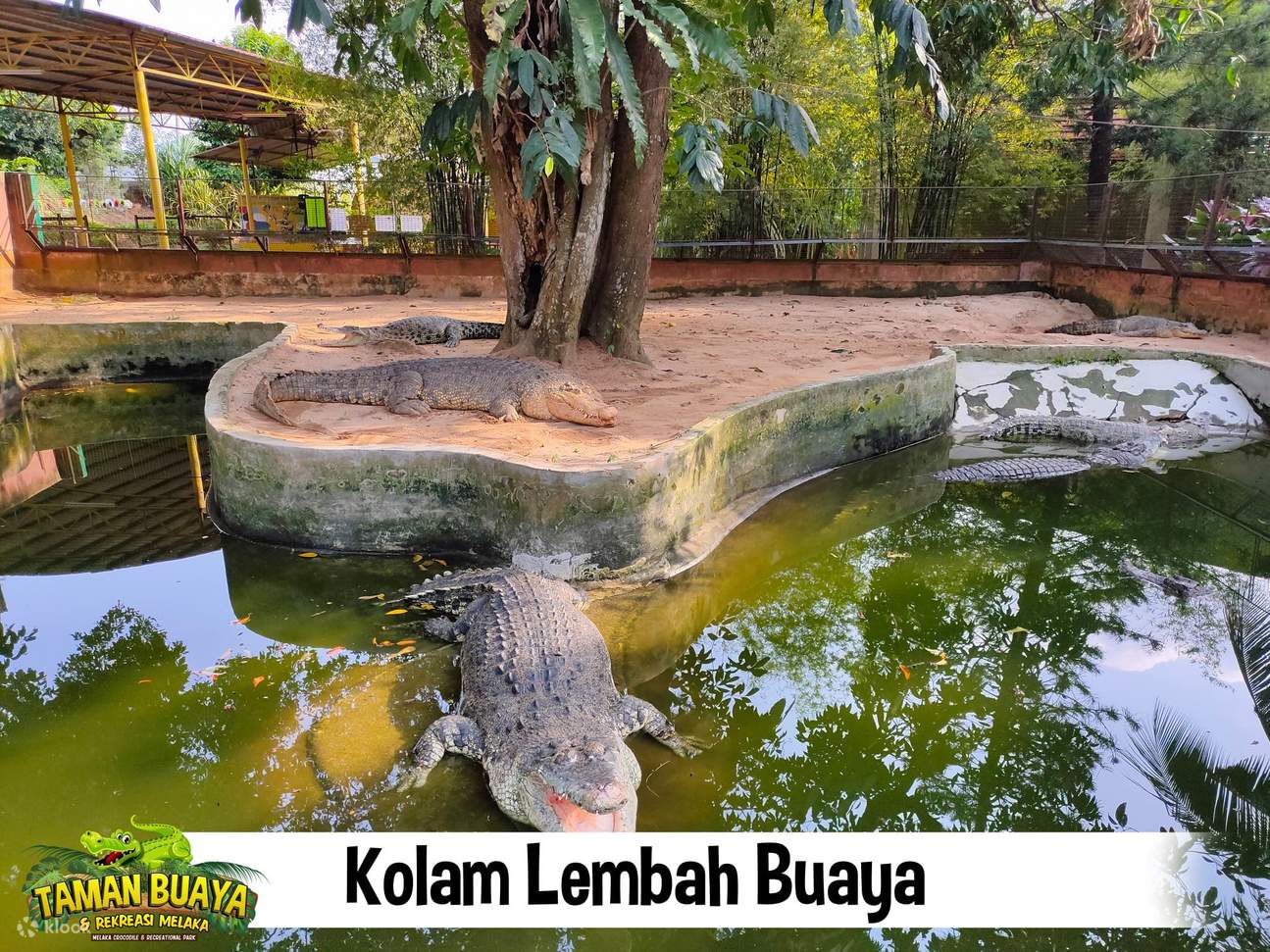 Buaya dalam kolam di Taman Buaya dan Rekreasi Melaka