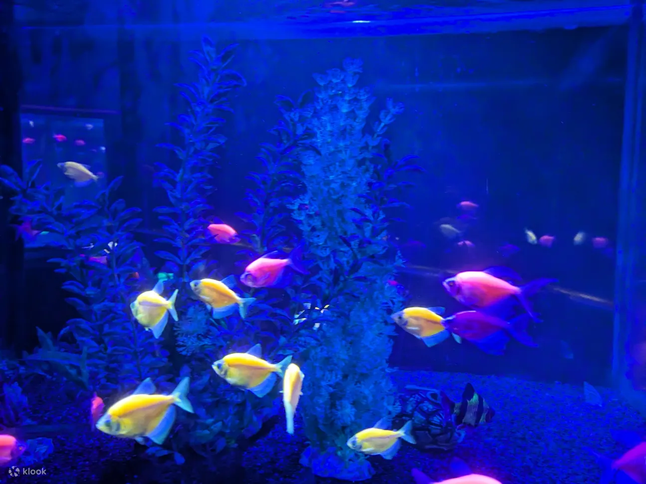 槟城 TOP 精品水族馆门票