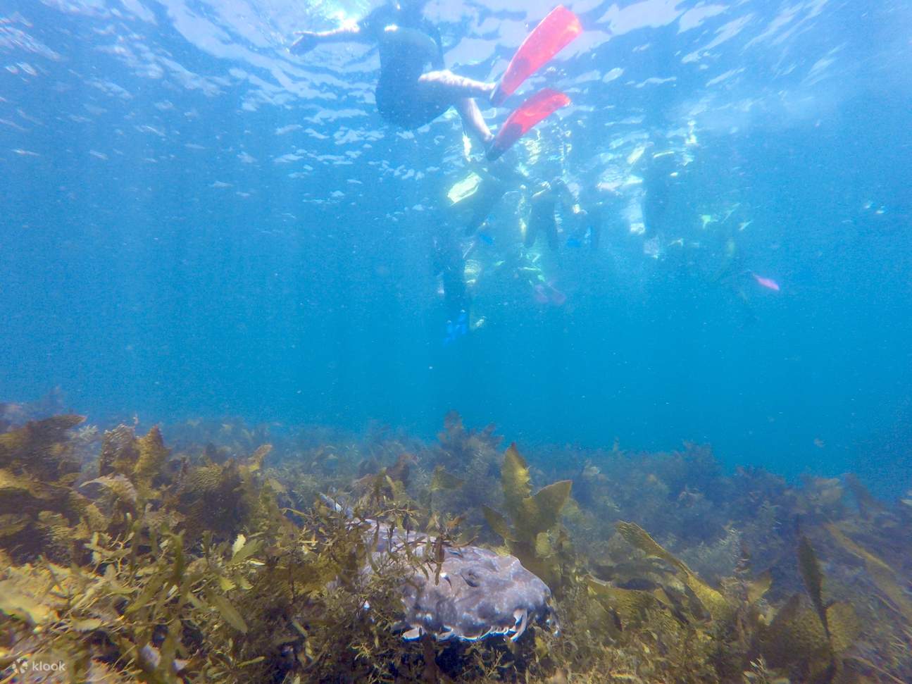 снорклинг на Shelly Beach, Мэнли