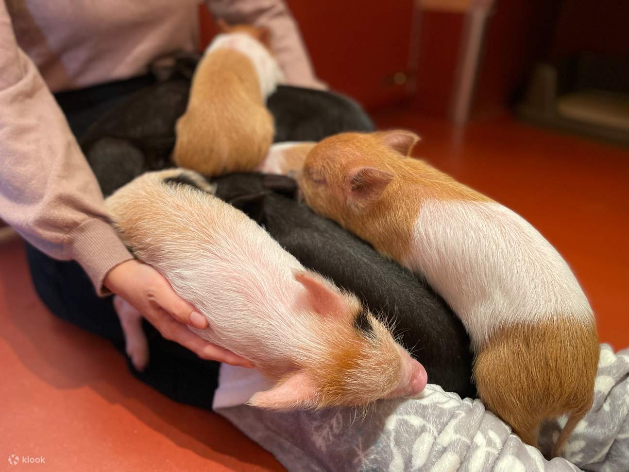 Private Room Micro Pig Cafe with Pig Treat Experience (Tokyo)