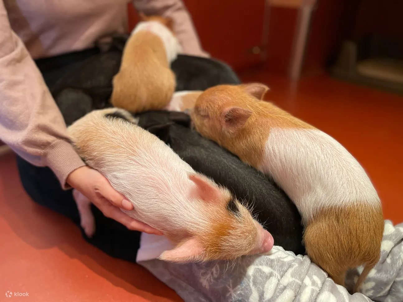 可以与小猪互动、喂食零食的私人咖啡厅（东京）