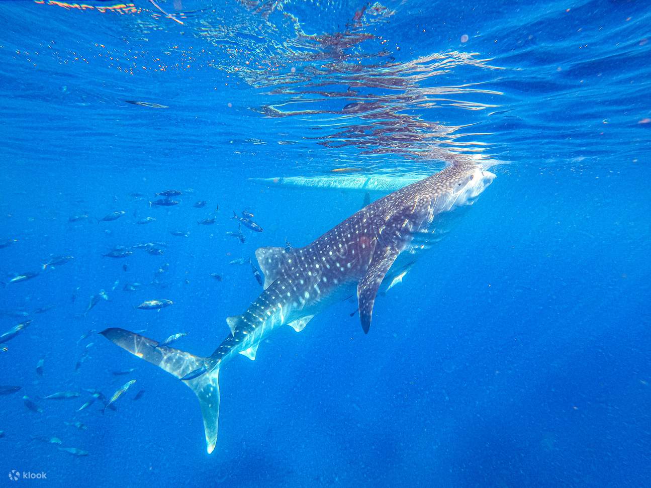 A Oslob, sull'isola di Cebu, è possibile fare snorkeling con gli squali balena. Dal momento in cui immergi il viso nell'acqua, potrai ammirare i possenti squali balena che nuotano con grazia. 