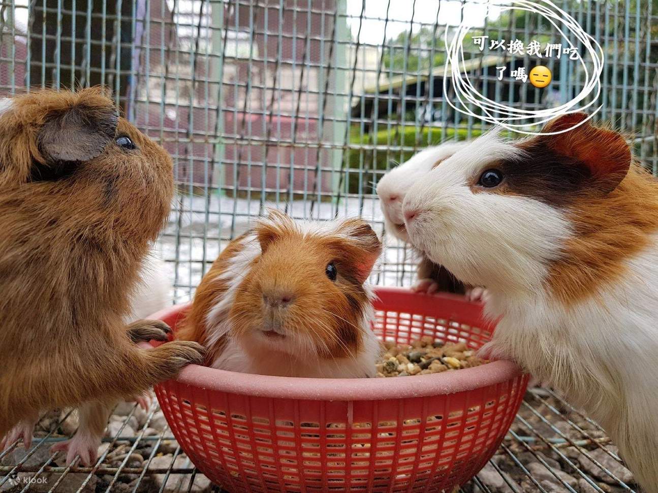 Guangxing Leisure Farm