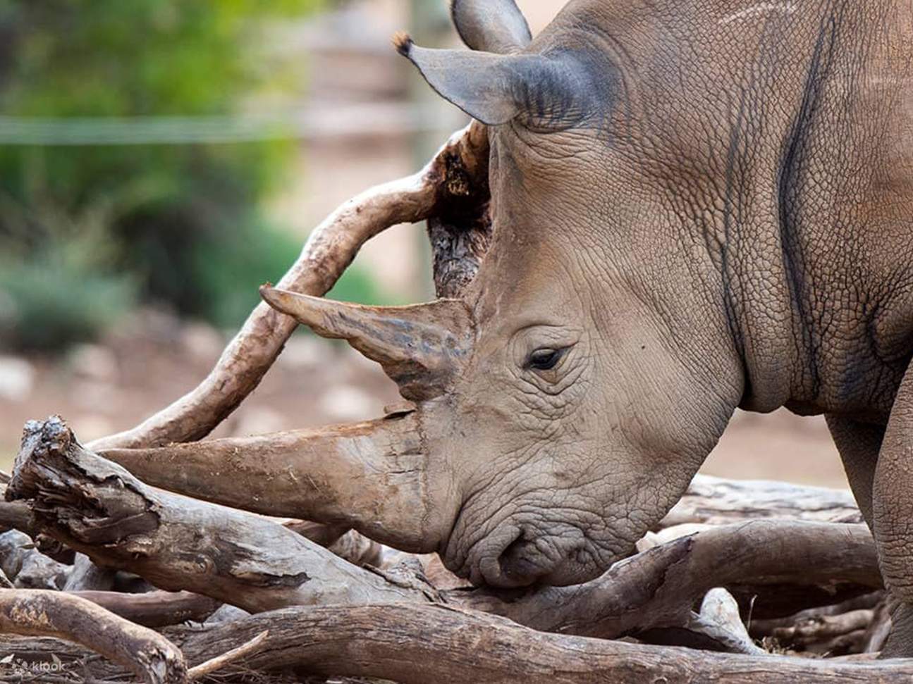 Monarto Safari Park Keeper for a Day