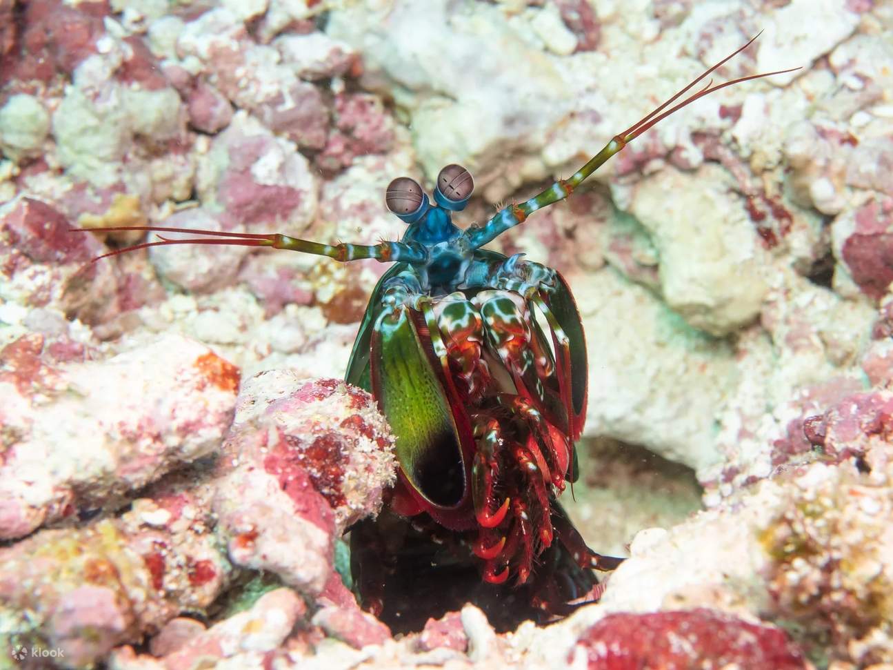 คอร์สดำน้ำหลักสูตร Advanced Open Water Diver ในโคโมโด โดย PADI 5 Star Center