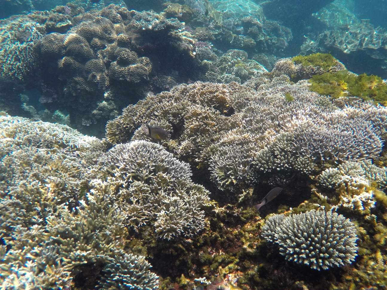 豆腐岬海底花园