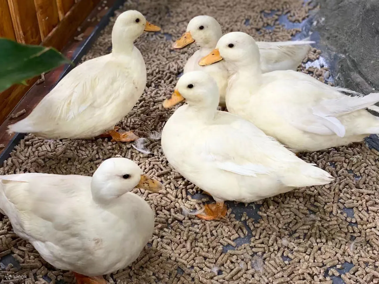 動物樂園