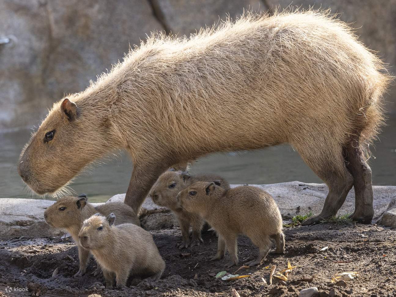 圣地牙哥动物园