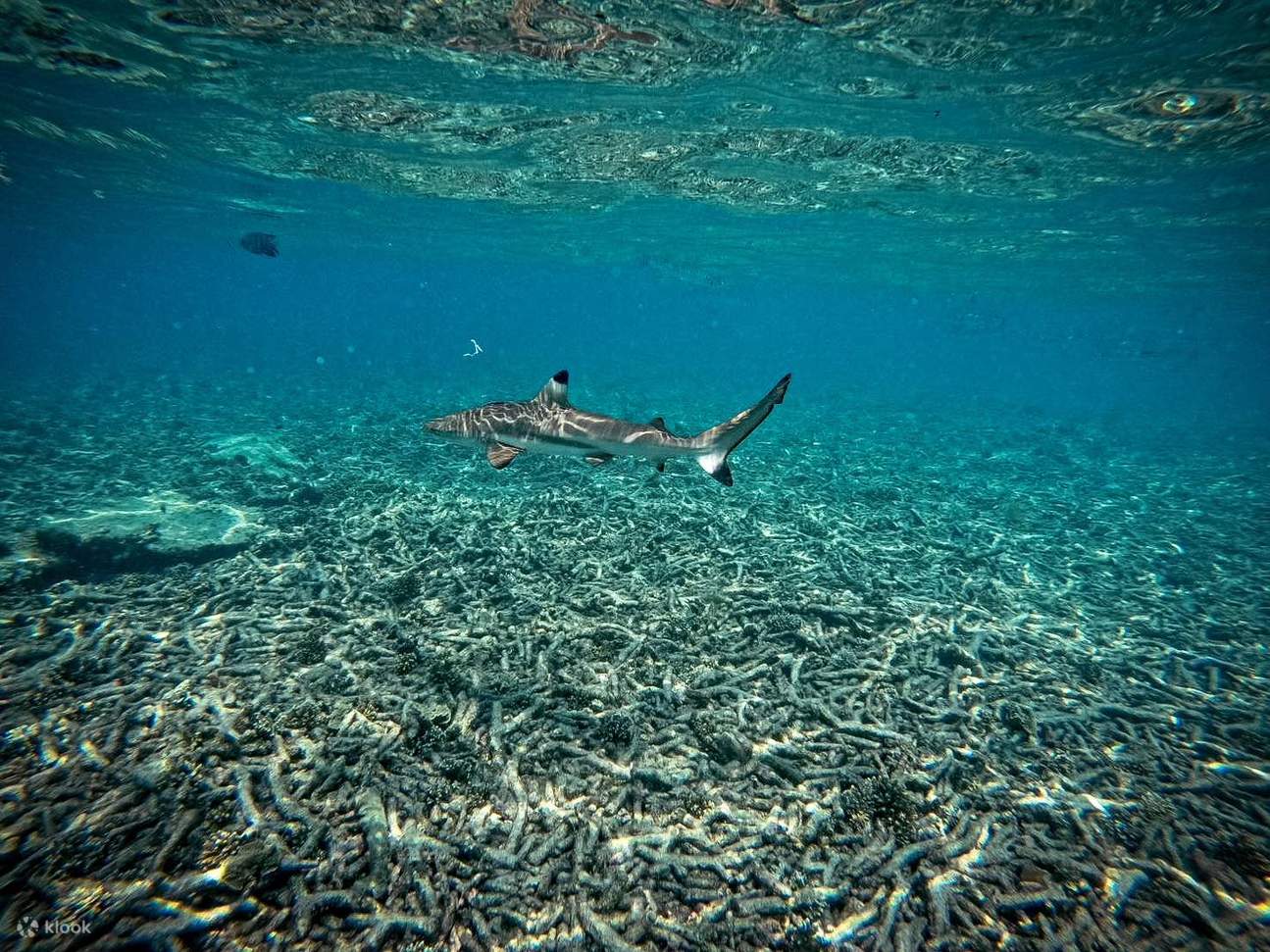 Von Koh Tao: Schnorchelausflug Ko Tao & Ko Nang Yuan mit Mahlzeiten