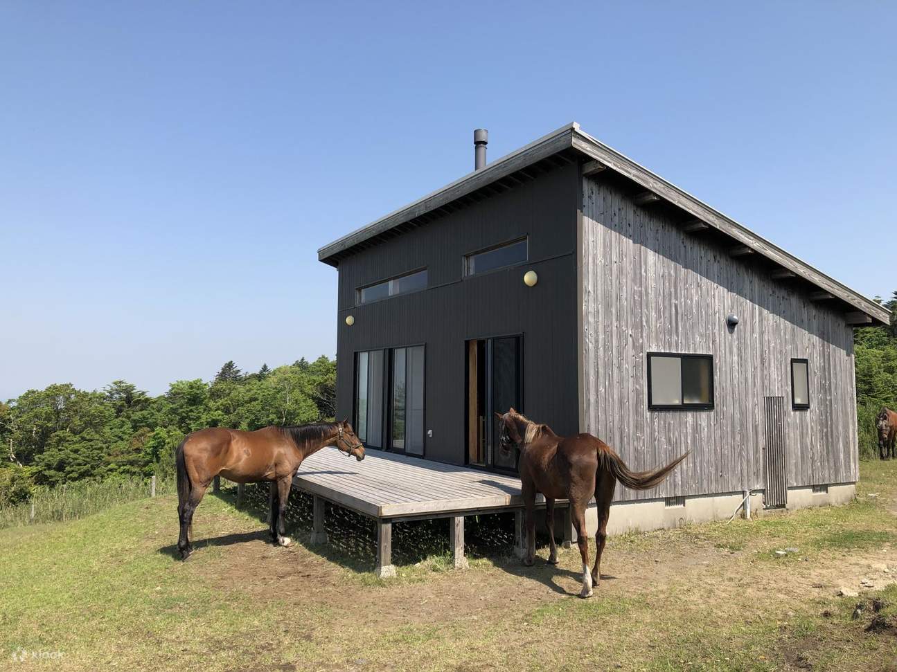 Weidenwanderung mit Pferdeflüsterer beim Horse Trust in Kagoshima