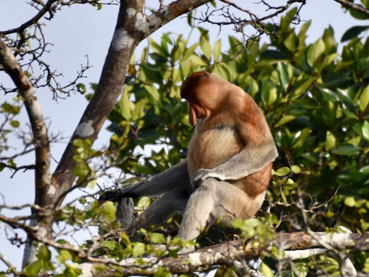 婆羅洲卡哇紅樹林野生動物巡遊 & 螢火蟲奇觀