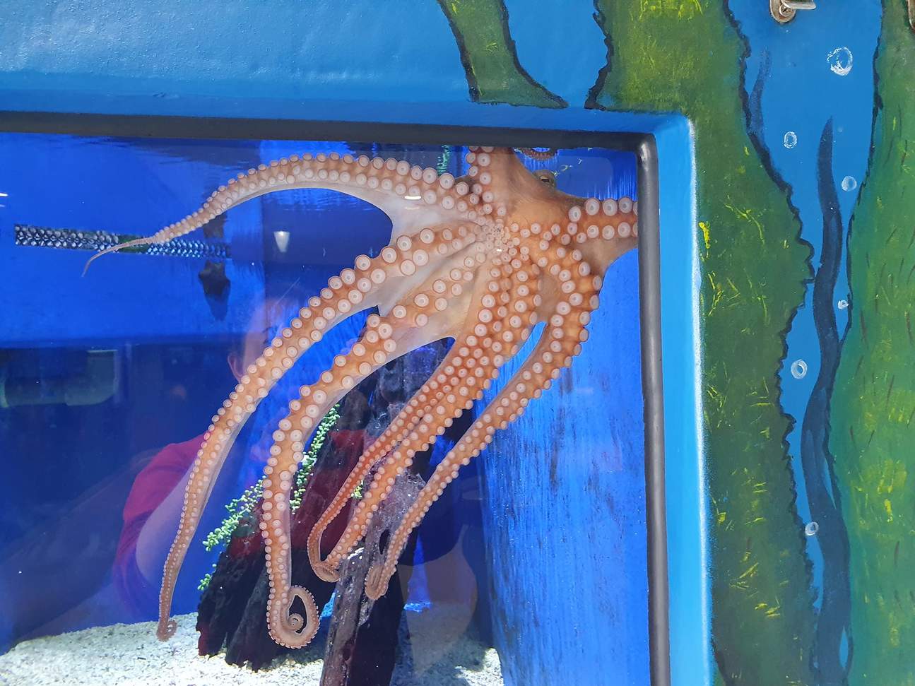 Билет в Центр изучения дельфинов в Банбери