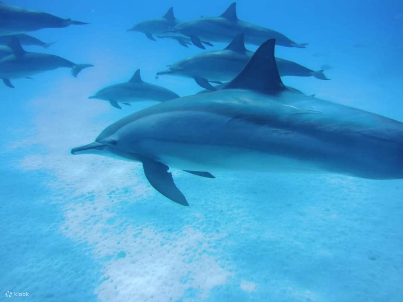 Nage avec les dauphins, excursion VIP de plongée en apnée avec déjeuner - Hurghada
