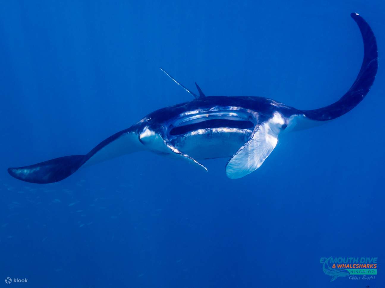 морская жизнь Эксмута