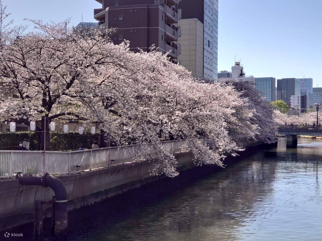 ランチ/ディナー付き桜観光川船体験 | Klook