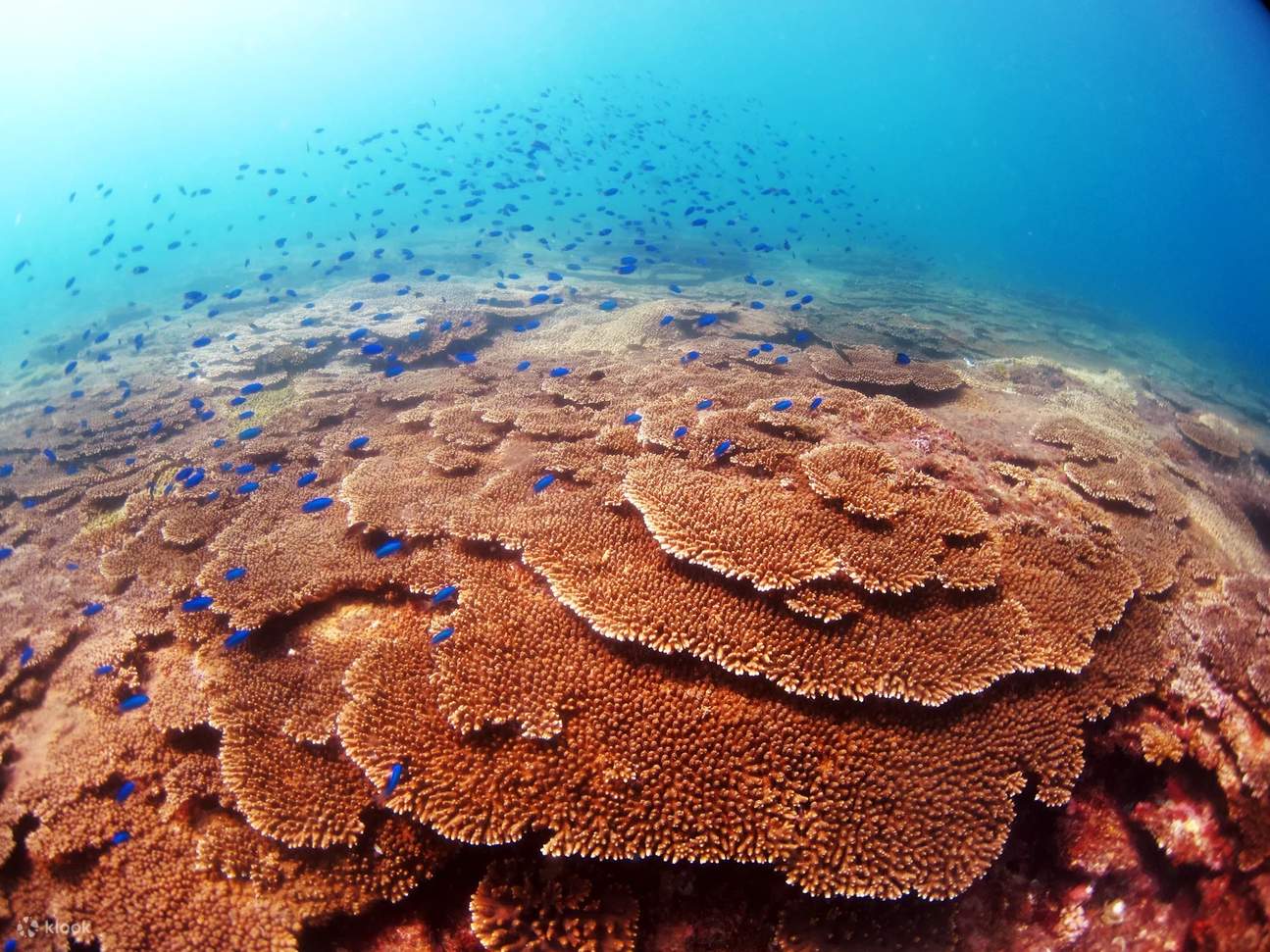 在大阪水晶般清澈的海水中体验潜水的快感，周围环绕着色彩缤纷的珊瑚礁和迷人的海洋生物